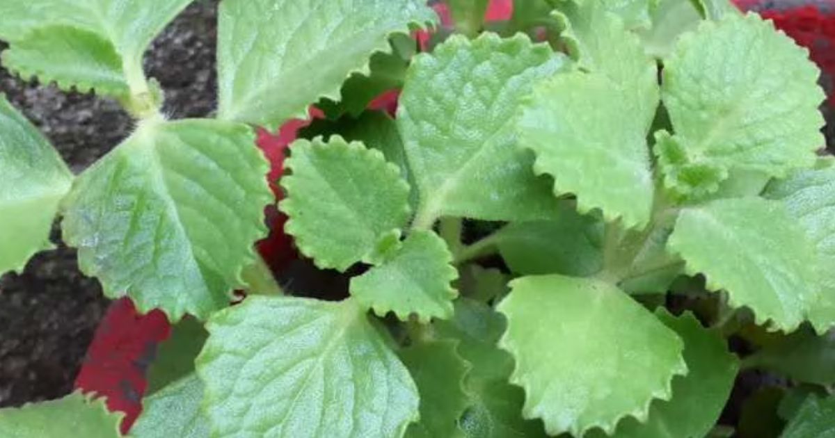 ajwain1