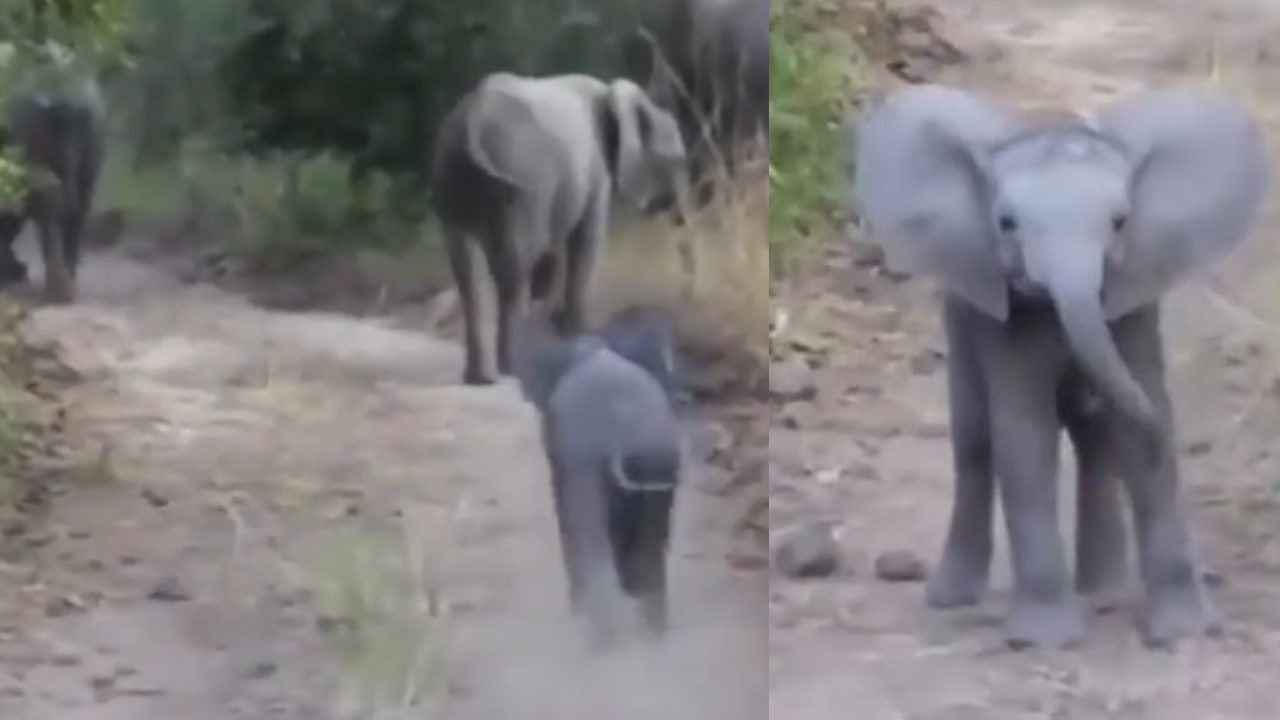 हाथी के बच्चे का वीडियो हुआ वायरल, उसके उत्साह को देख खुश हो जाएंगे आप