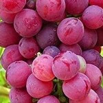 Benefits of Red Grapes: दिल को स्वस्थ रखने से लेकर इन बीमारियों से बचाता है लाल अंगूर, एक बार चख लिया तो नहीं खाएंगे दूसरा फल