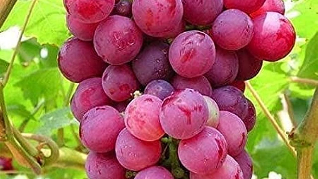 Benefits of Red Grapes: दिल को स्वस्थ रखने से लेकर इन बीमारियों से बचाता है लाल अंगूर, एक बार चख लिया तो नहीं खाएंगे दूसरा फल