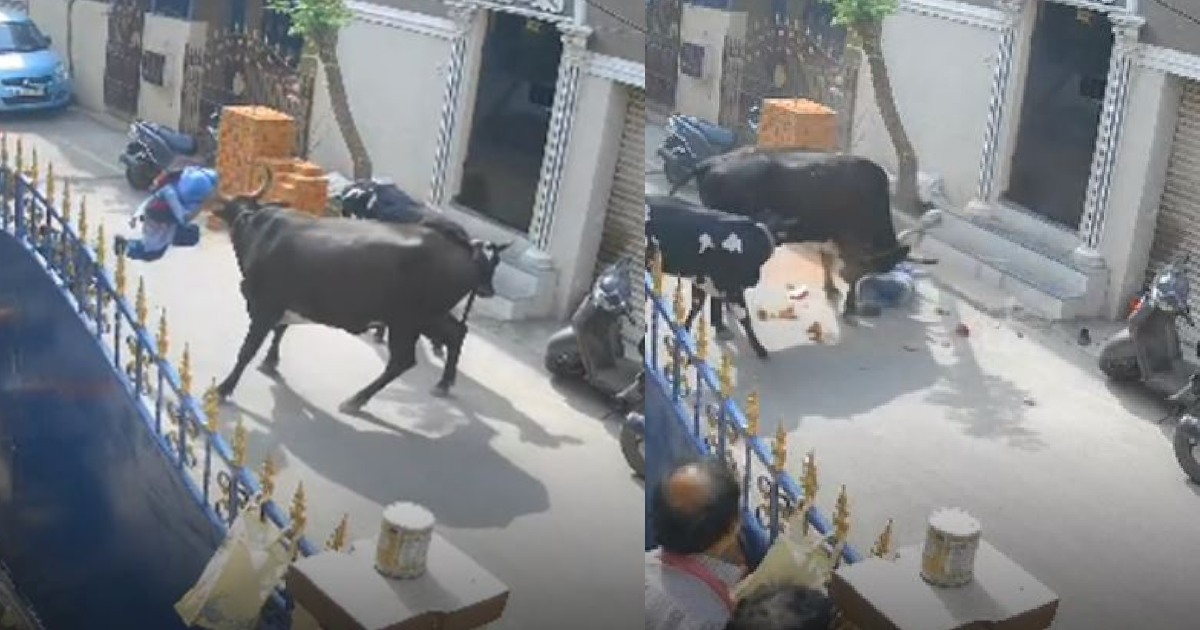 चेन्नई में गाय ने किया अचानक बच्ची पर हमला, वीडियो देख खड़े हो जाएगे आपके रोंगटे