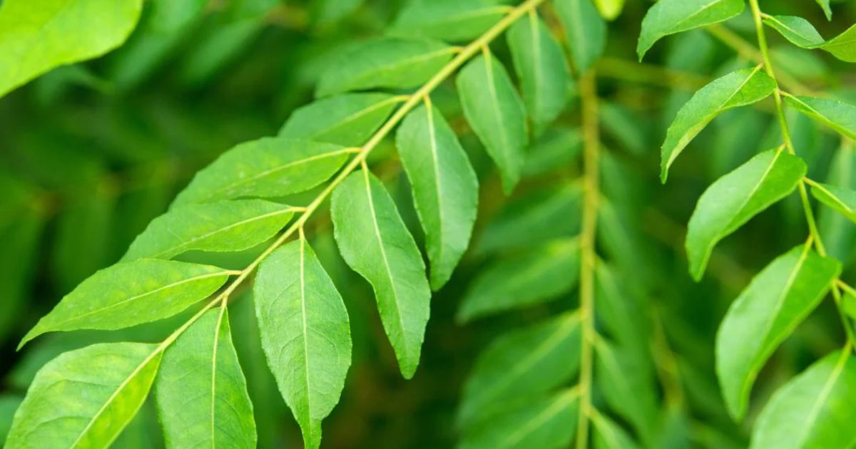 Curry Leaves: खाने में स्वाद ही नहीं स्वास्थ्य का भी ध्यान रखता है करी पत्ता, आप भी जानिए ये 5 फायदे