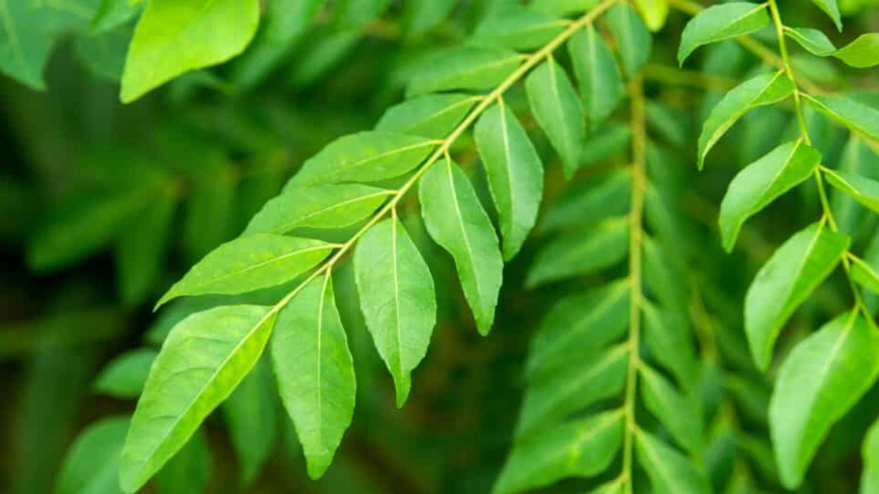 curry leaves1-1