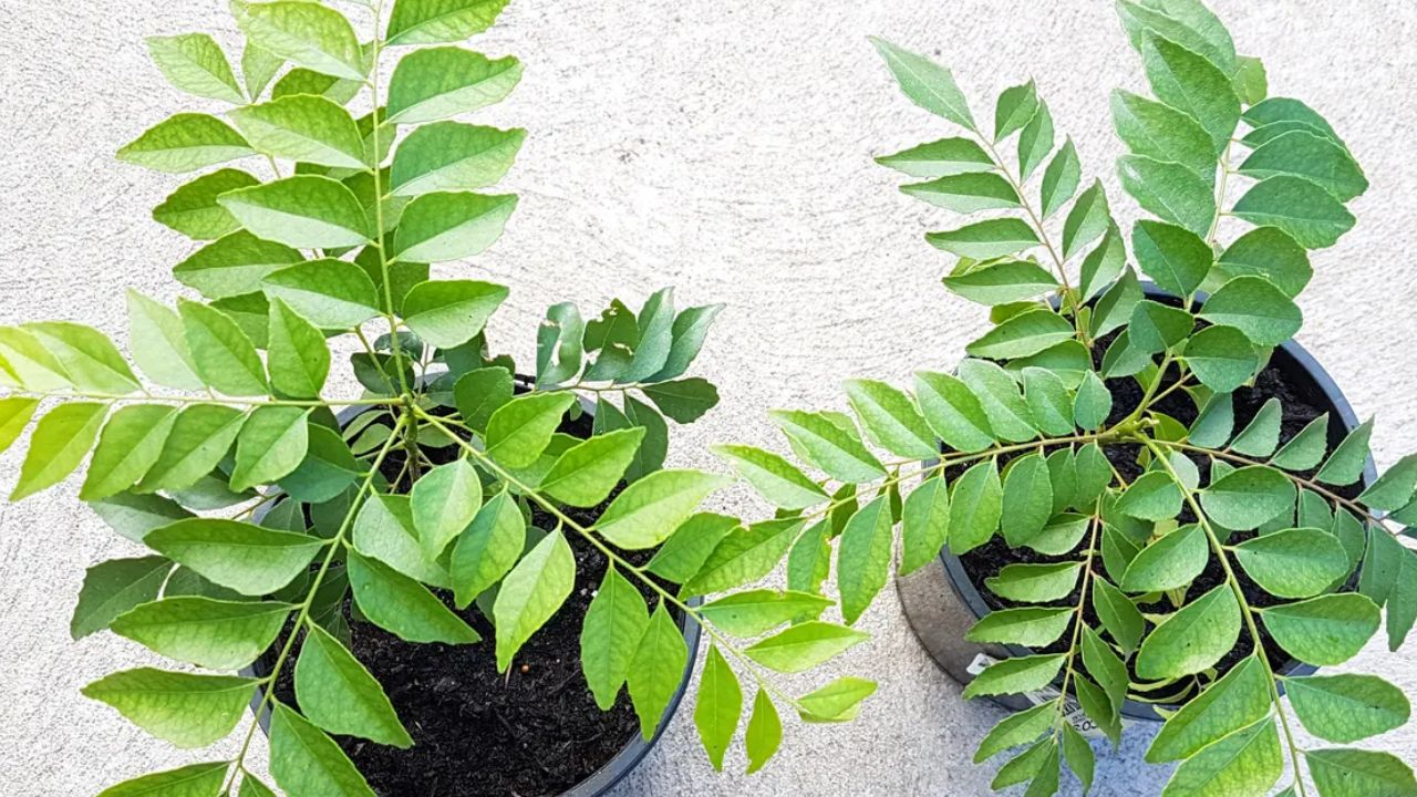 curry leaves2-1