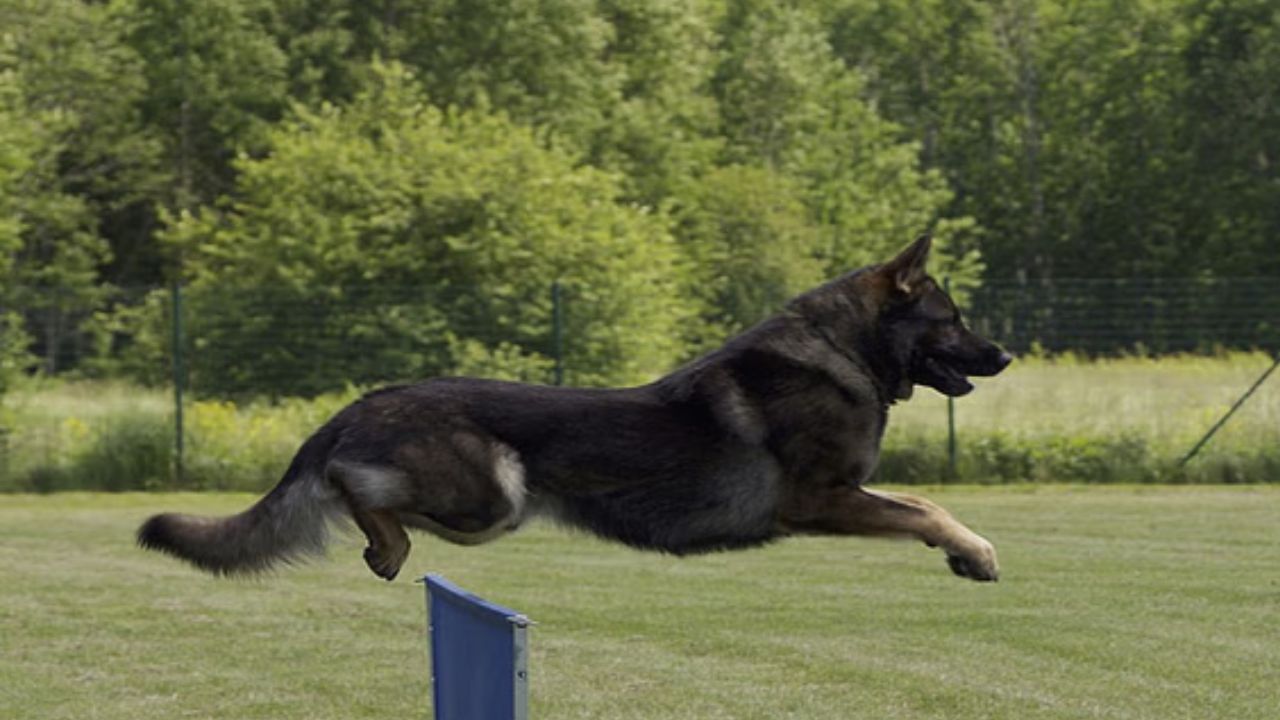 Most Dangerous Dog Breeds: सावधान! पल भर में आपकी मौत का कारण बन सकते हैं ये कुत्ते, शेर को हराने का रखते हैं जिगरा