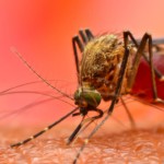 Dengue: आम बुखार से कैसे अलग होता है डेंगू का बुखार, जानें क्या है दोनों में अंतर