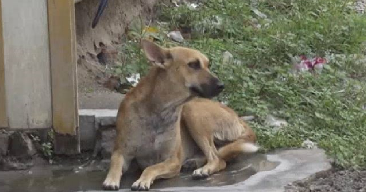 गुजरात के इस गांव में हर एक कुत्ता है करोड़पति, कुत्तों के नाम 25 बीघा जमीन, महीने में चार बार खाते हैं मिठाई