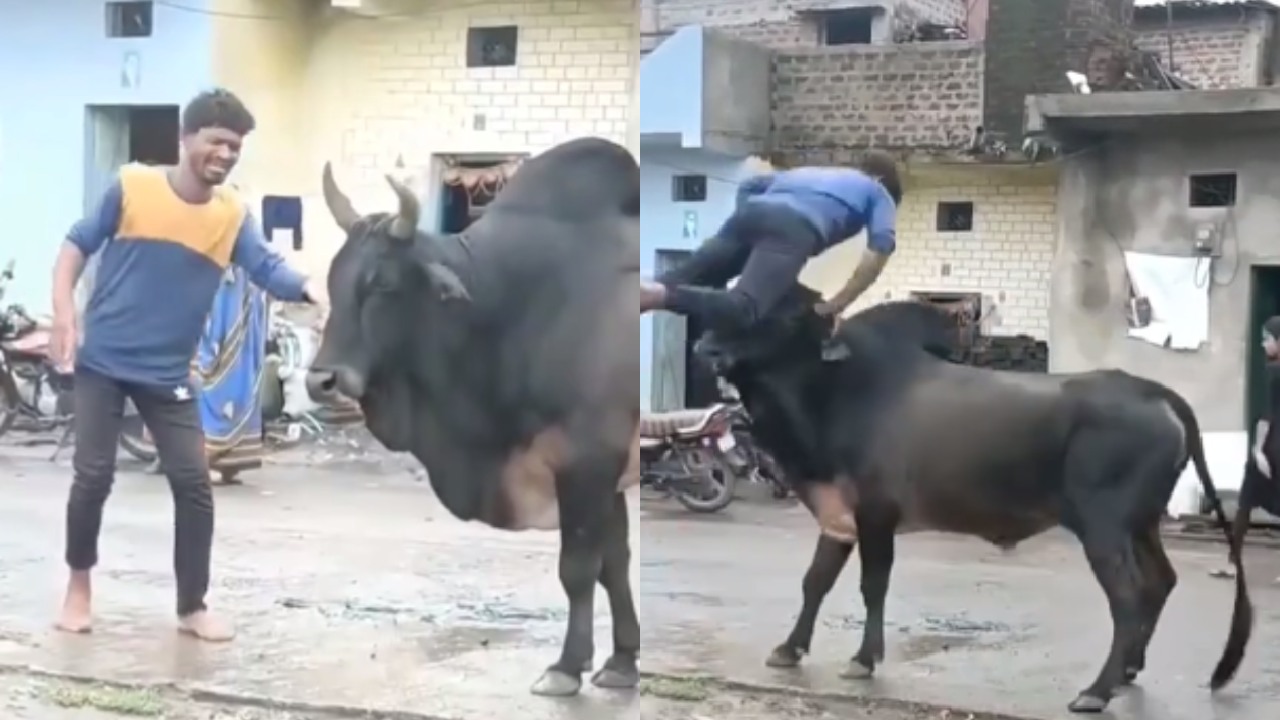सांड का सींग पकड़ शराबी बन रहा था 'भल्लाल देव', देखें VIDEO में हुआ खेल