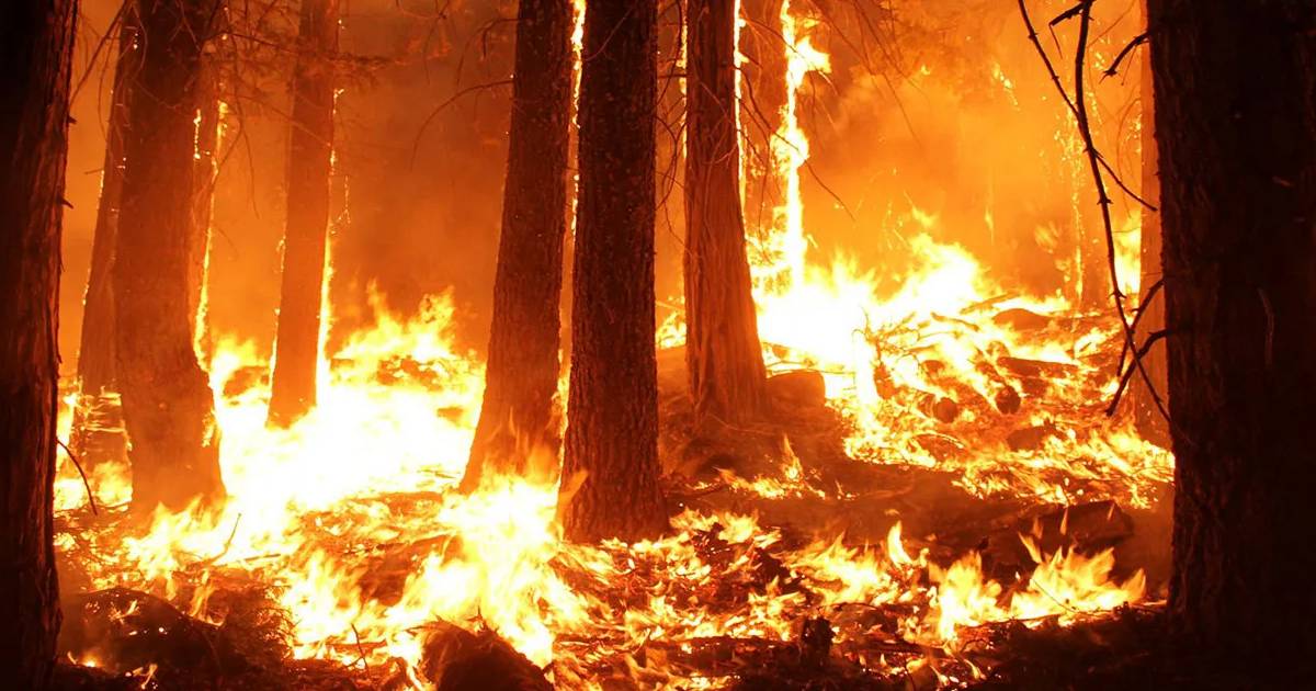 आग से धूं-धूकर जल रहे ग्रीस के जंगल,  भीषण गर्मी से जूझ रहे लोग