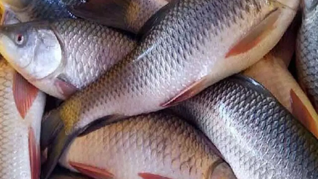 Dangerous Fish to Eat: पल भर में जान ले सकती हैं ये मछलियां, खाने से पहले रखें ध्यान