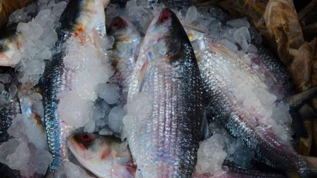 नवरात्रि से पहले बांग्लादेश से आएंगे 4,000 मीट्रिक टन हिल्सा मछली, शेख हसीना ने दी अनुमति