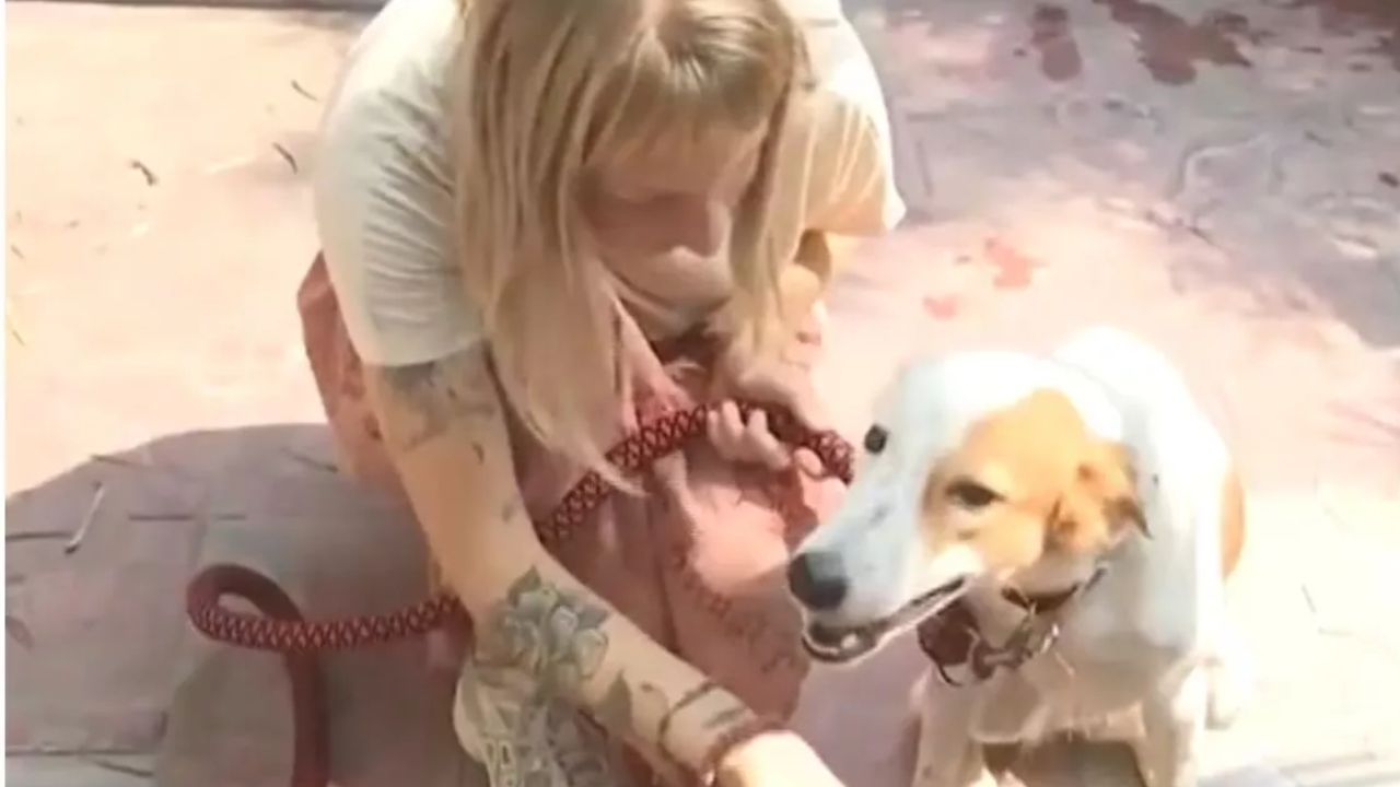 वाराणसी की सड़कों में घूमने वाली फीमेल डॉग 'जया' की चमकी किस्मत, नीदरलैंड के लिए भरेगी उड़ान