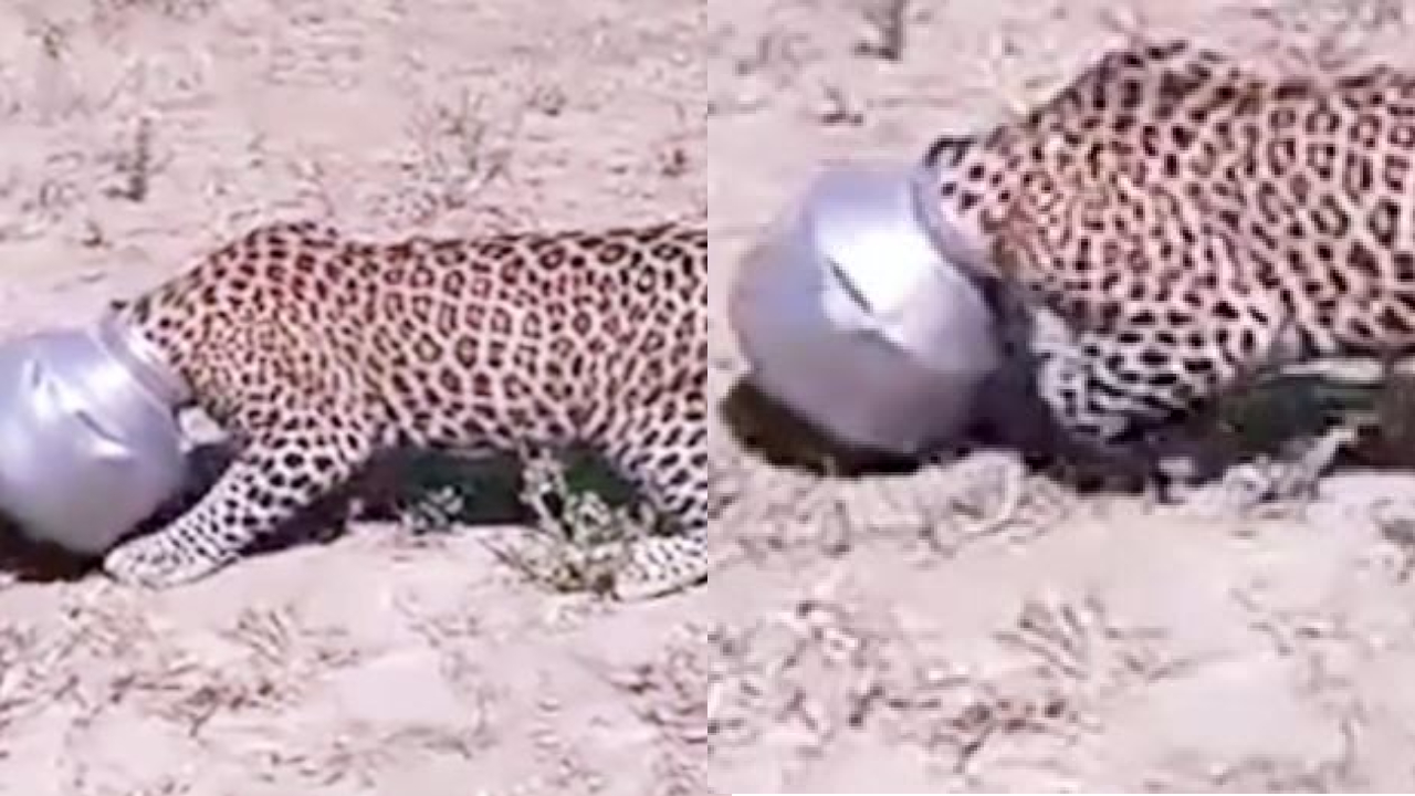 Viral Video: तेंदुए के गर्दन में फंसा पतीला, वीडियो देख आप रह जाएंगे हैरान