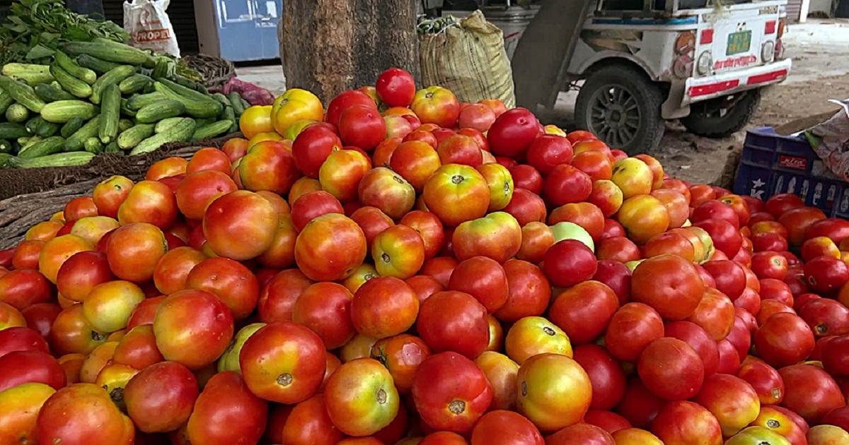 इस राज्य में सेब से भी महंगा हुआ टमाटर,  तोड़े सारे रिकॉर्ड, 250 रुपए किलो हुए दाम