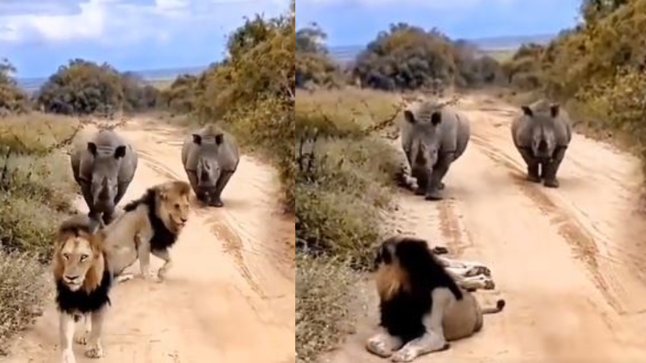 Viral Video: रास्ता रोक कर सोया था शेर, दो गैंडों की एंट्री के बाद जो हुआ उसपर आप नहीं कर पाएंगे विश्वास