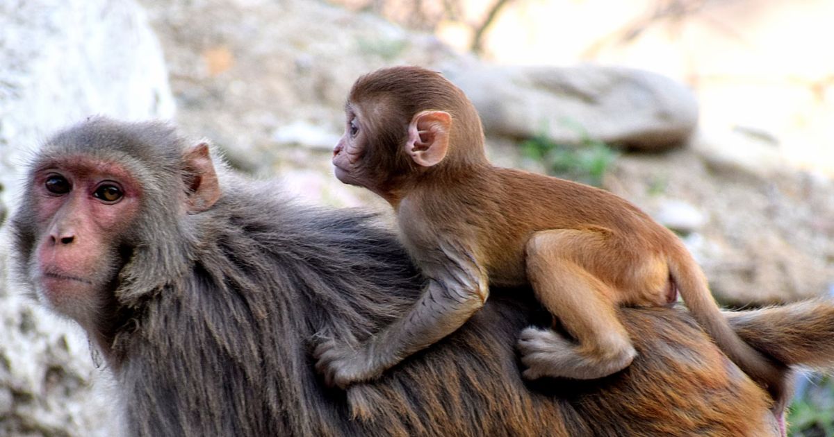 UP Ballia: मेडिकल स्टोर में बंदरों ने किया कुछ ऐसा कि मालिक को लग गया हजारों का चूना