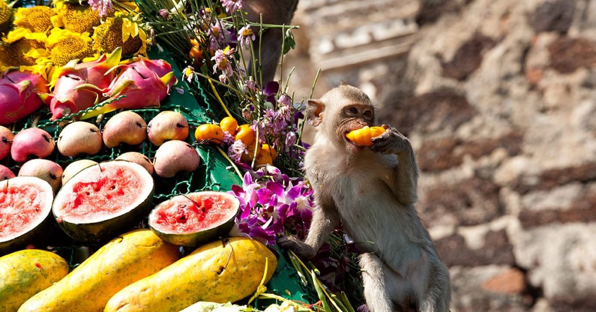 बंदर बैठकर खाते हैं खाना, इंसान उनके सामने करते हैं डांस, जानिए कहां मनाया जाता है यह अजीबो-गरीब त्योहार