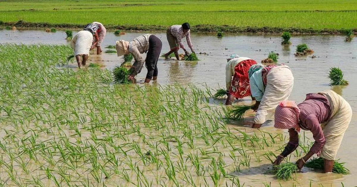 मॉनसून में देरी ने बढ़ाई चावल किसानों की परेशान, धान कटाई में देरी से आगे की फसलें होंगी लेट