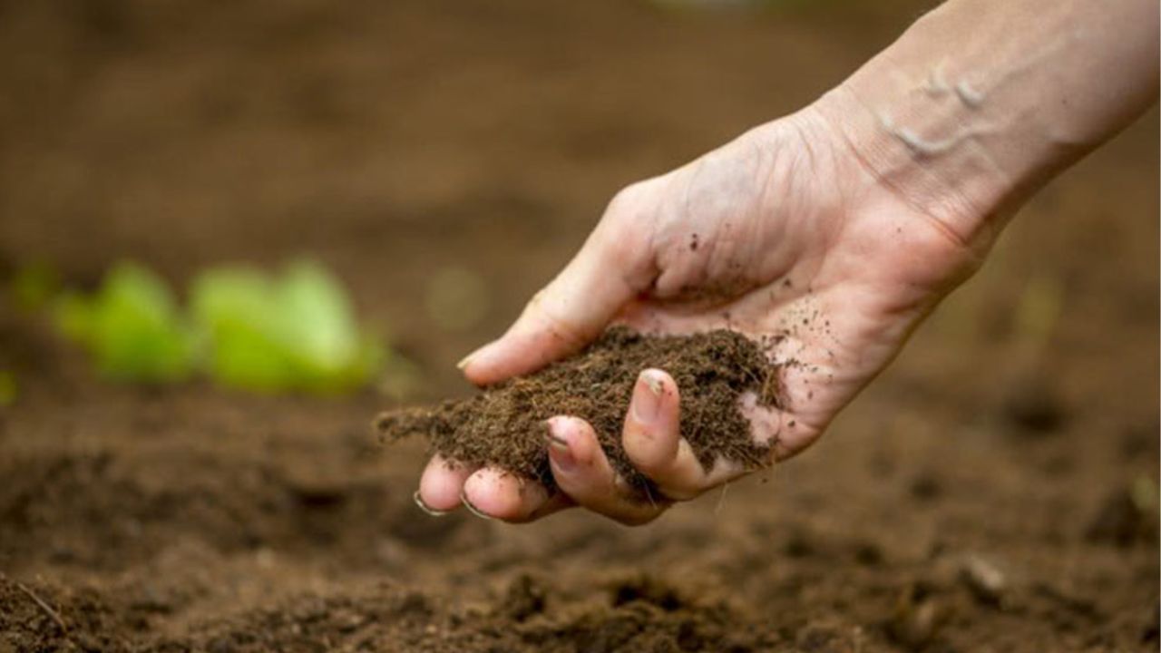 Pica Disorder: अगर करता है मिट्टी खाने का मन तो आप हो चुके हैं इस बीमारी के शिकार