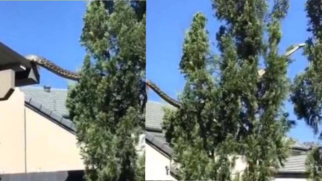 Viral Video: घर की छत पर दिखा बड़ा सा अजगर, लोग बोले-यहां ऐसी आम बात