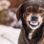 World Rabies Day 2023: हर साल वर्ल्ड रेबीज डे मनाने के पीछे का क्या है कारण, जानिए कुत्ते के काटने पर किन उपायों को करें फॉलो