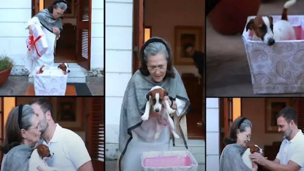 rahul gandhi dog noori