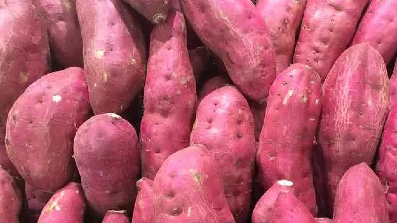Sweet Potato: सर्दी के मौसम में शकरकंद का करें इस्तेमाल, शरीर के लिए है लाभदायक