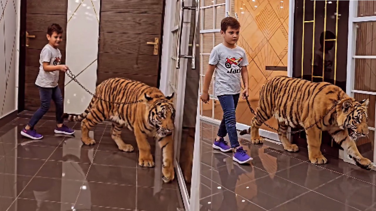 Watch: खतरनाक जानवर टाइगर को बेखौफ घुमाता नजर आया ये छोटा बच्चा, Video देख खुल जाएगा दिमाग