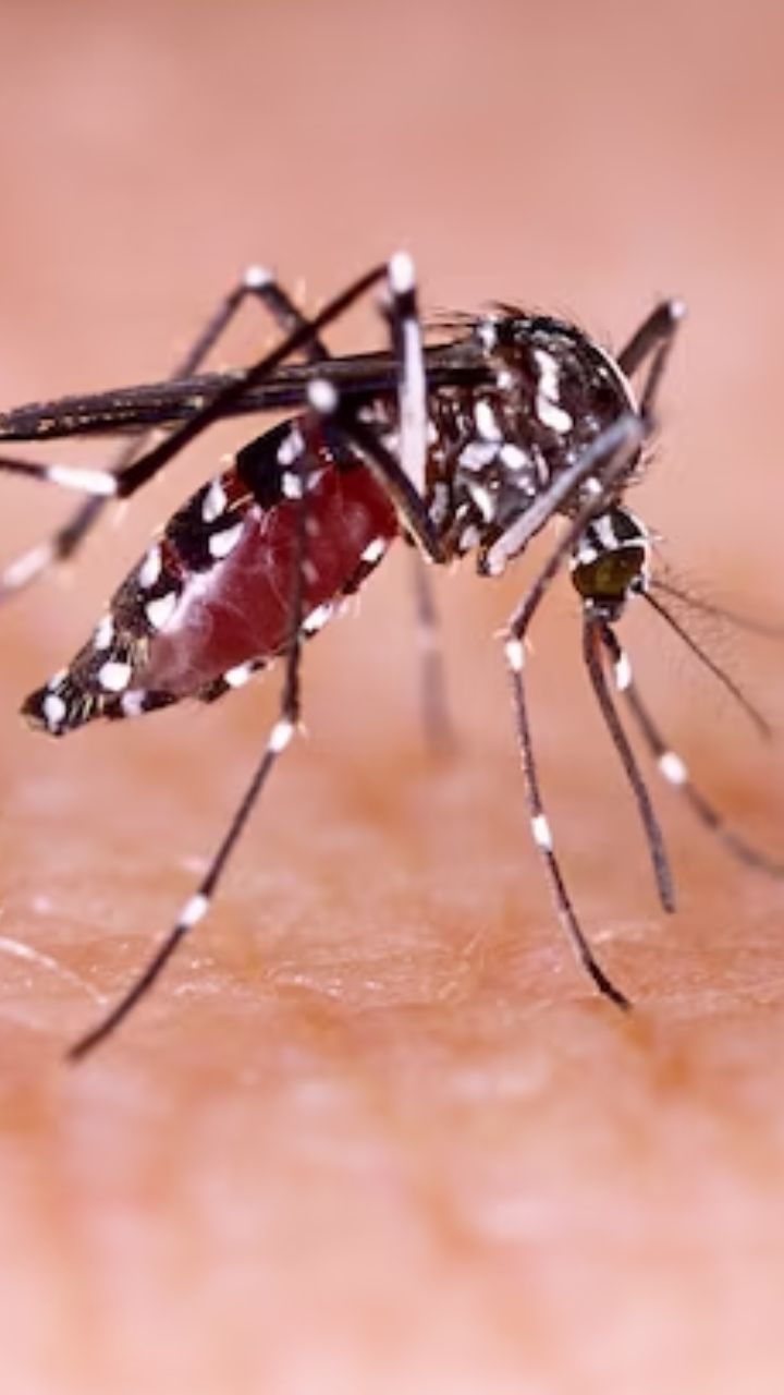 डेंगू-मलेरिया में खाएं ये 9 चीजें, बढ़ेगा Platelet Count