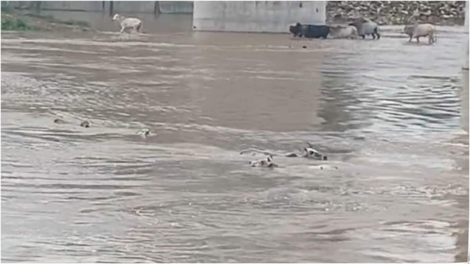  50 Cows pushed into river in Madhya Pradesh in satna, 20 cows died