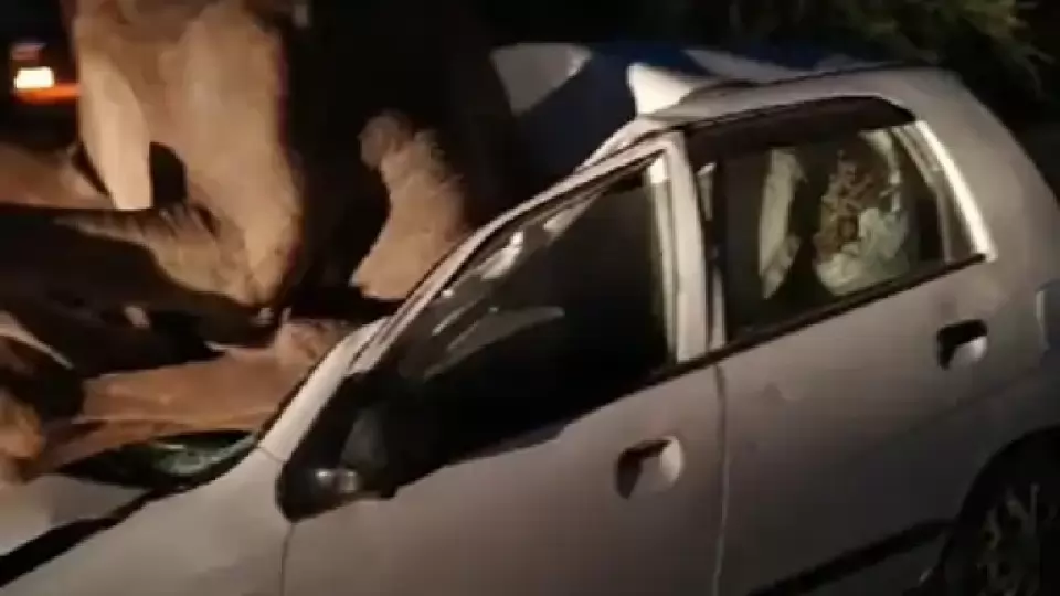 Camel stuck in car