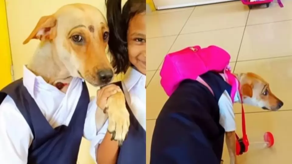 Dog going to school