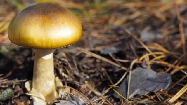 Gold From Mushroom