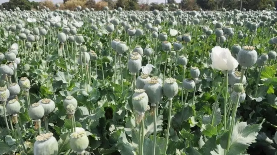 Myanmar opium production