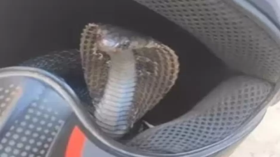 snake in helmet