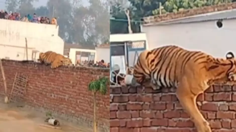 Tiger in village, Tiger sitting on wall, Pilibhit Tiger, Villagers in fear due to Tiger, Tiger video