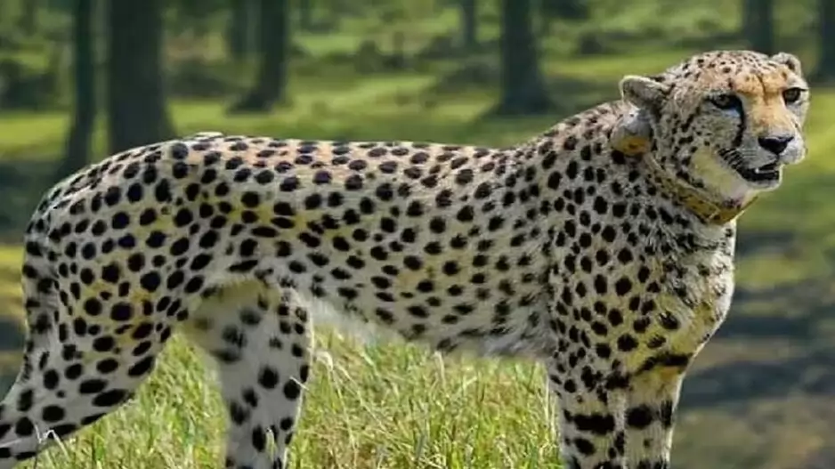  Kuno Leopard Death