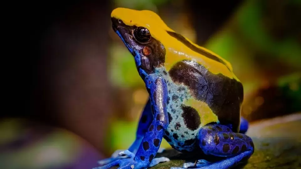 Most Poisonous Frog