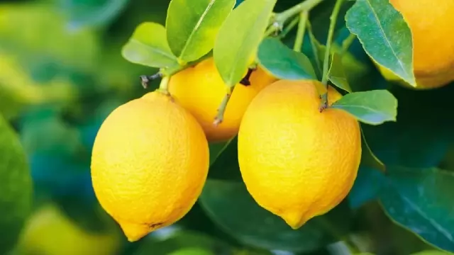 Tamil Nadu News, Mahasivarathiri, lemon auction, Viral News