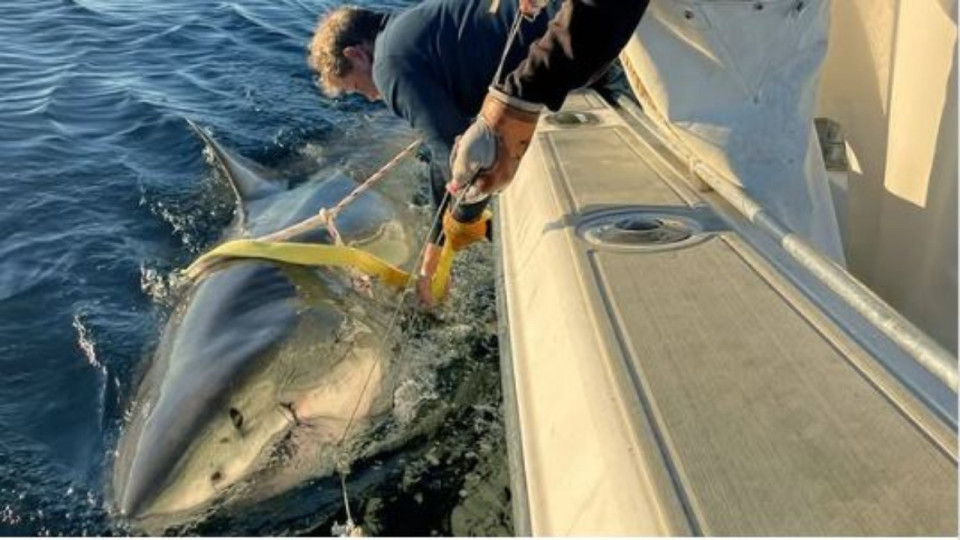 Largest White Shark Caught In Atlantic Ocean