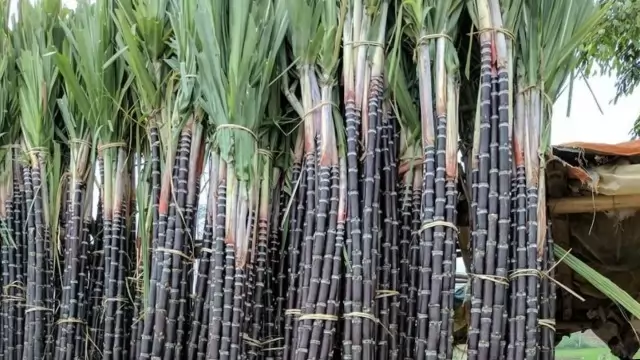 sugarcane frp