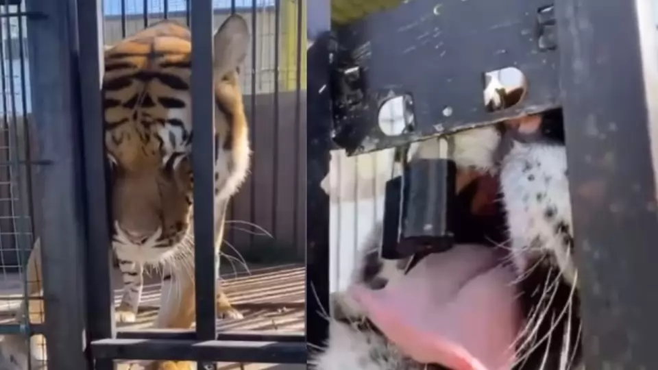 Tiger Viral Video