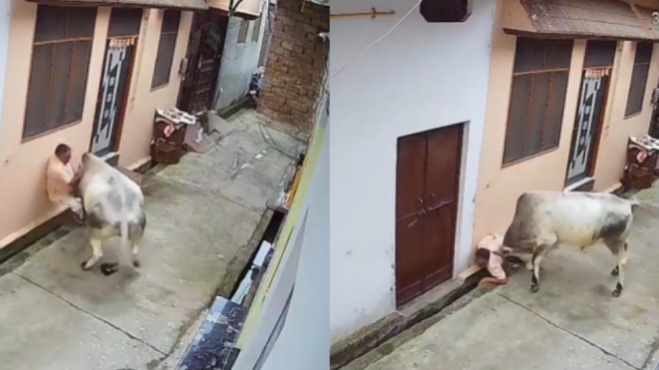 Viral video of bull attack in Muzaffarnagar
