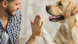Dog Understand Human Language: कुत्ते समझते हैं इंसान की भाषा, रिसर्च में हुआ बड़ा खुलासा