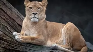 VHP Lioness Sita