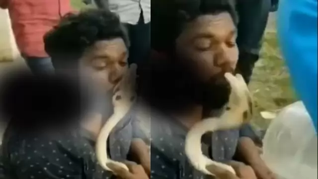 Viral Snake Kiss Video