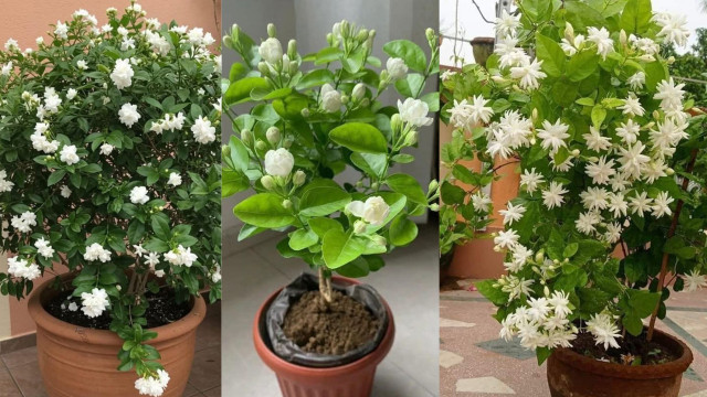 फरवरी में मोगरा को फूलों से लादने की आसान ट्रिक, माली की फ्री खाद से गर्मियों में बरसेंगे सफेद फूल