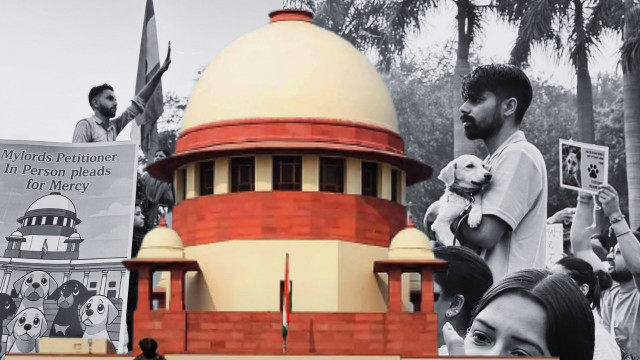 Supreme Court on Stray Dog