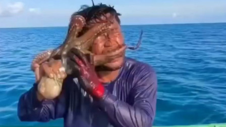 Octopus india daily