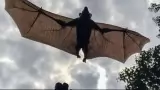300 bat died in Rajasthan 